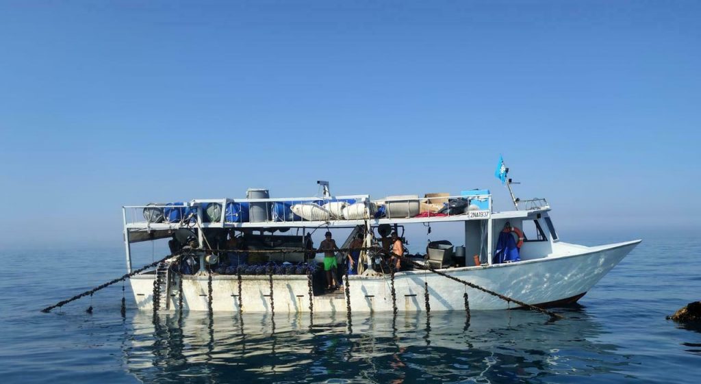 Cozze del Litorale Domizio Sicure: Stop agli Allarmismi