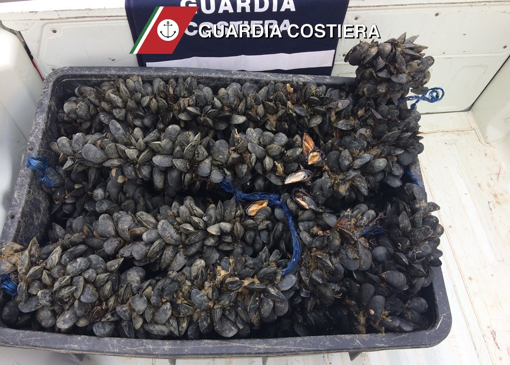 Sequestrati 11 kg di molluschi non tracciati sul litorale domizio