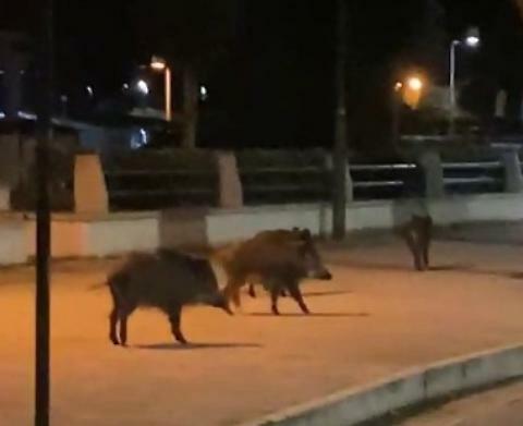 Cinghiali a spasso tra i rifiuti in centro sul litorale domizio