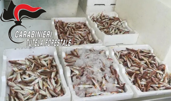 Sequestrati 100 kg di pesce senza tracciabilità, rischio epatite